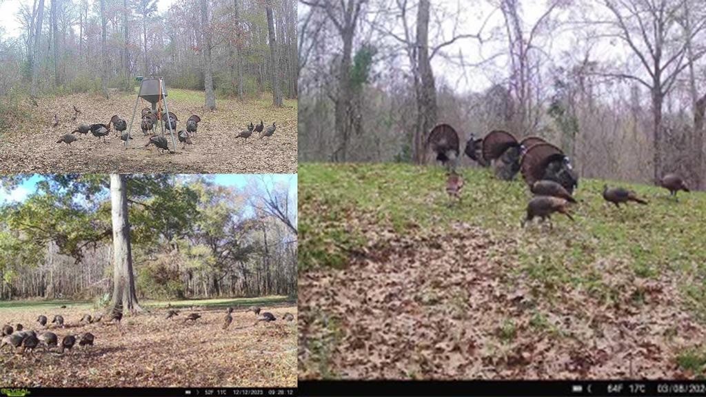 Rodney MS Hunting Land with Tiny Home & Lodge Potential