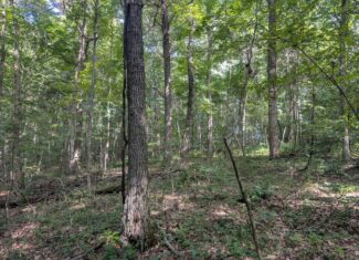 Secluded Central Ohio Hunting and Timber Land