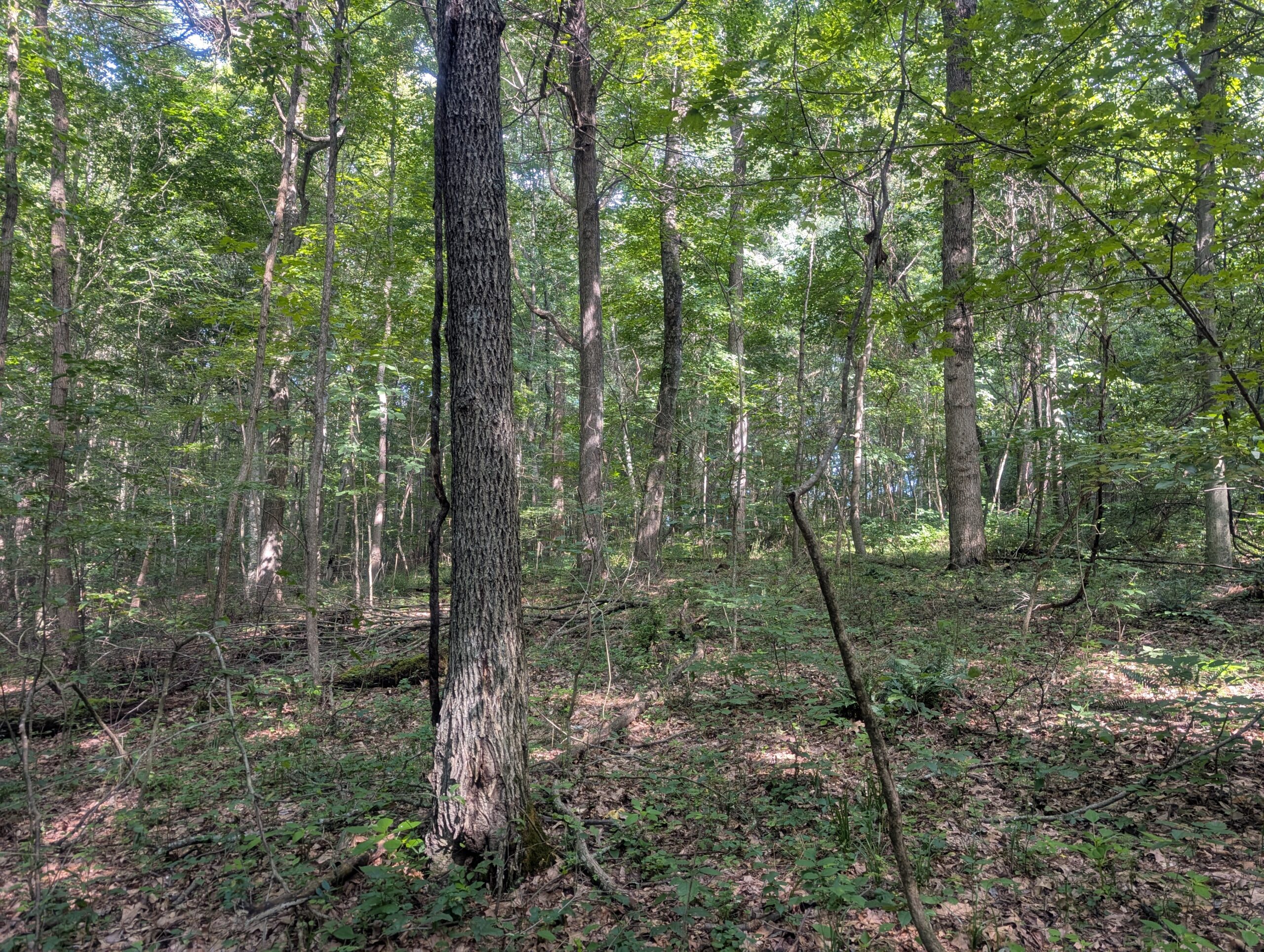 Secluded Central Ohio Hunting and Timber Land