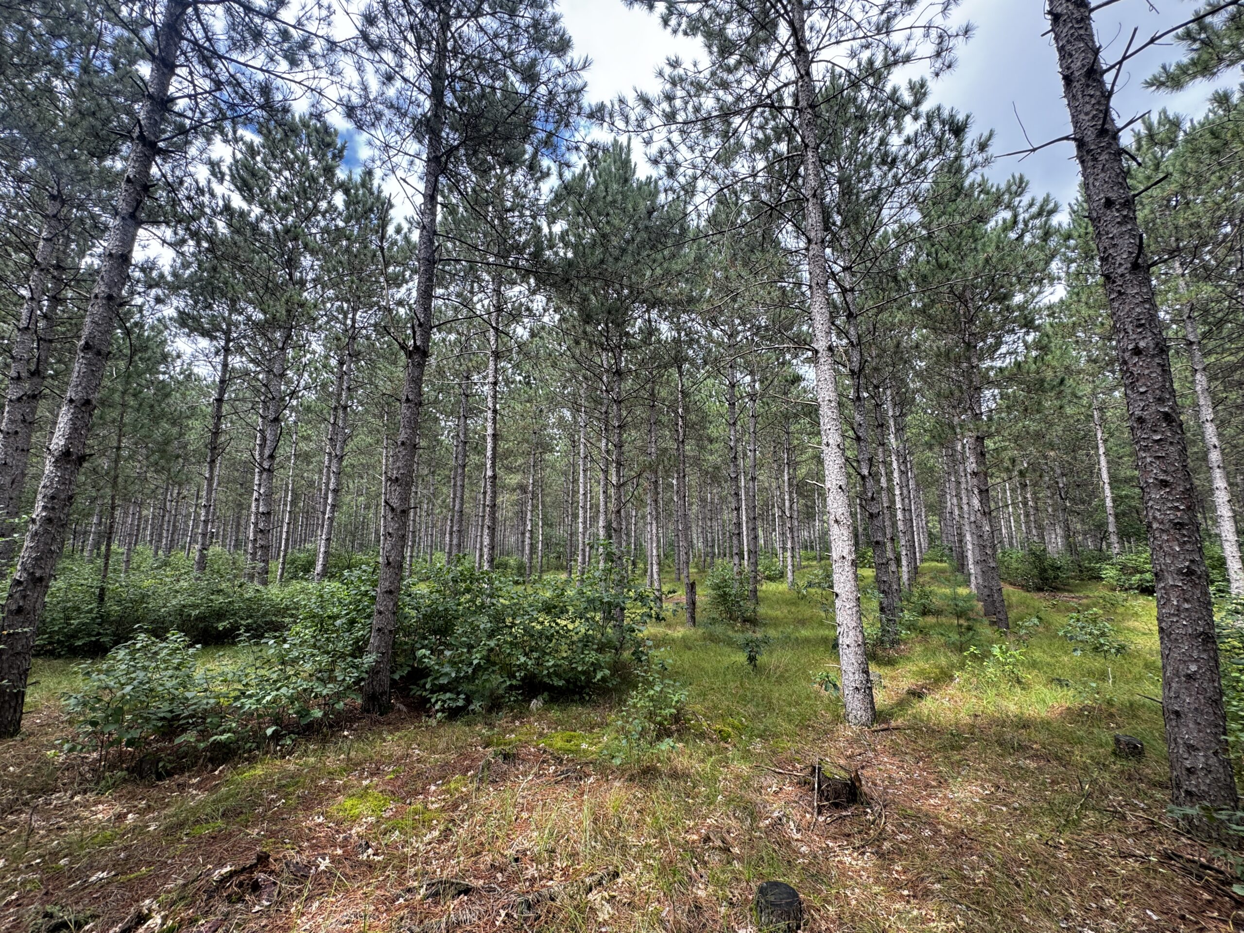 22.35+/- Wooded Acres in Adams County’s Town of Big Flats