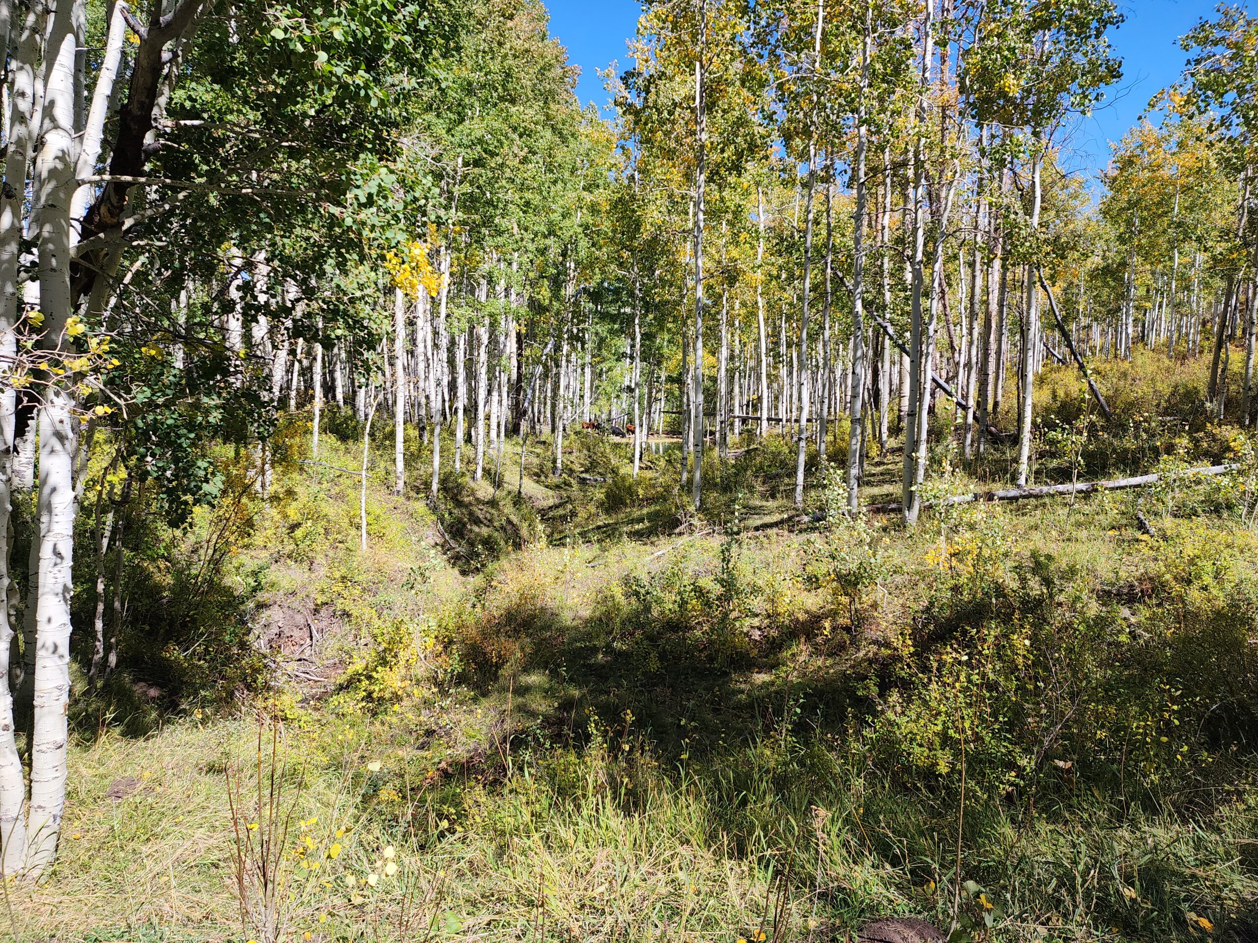 Western Colorado Ranch with Cabins, Ponds, Springs For Sale