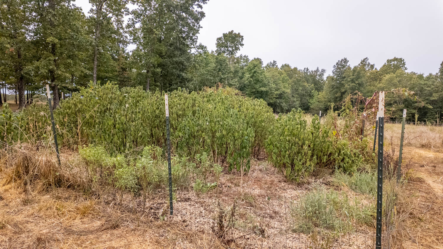 Hunting Property and Home in the Missouri Ozarks