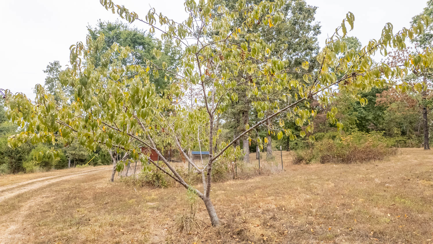 Hunting Property and Home in the Missouri Ozarks