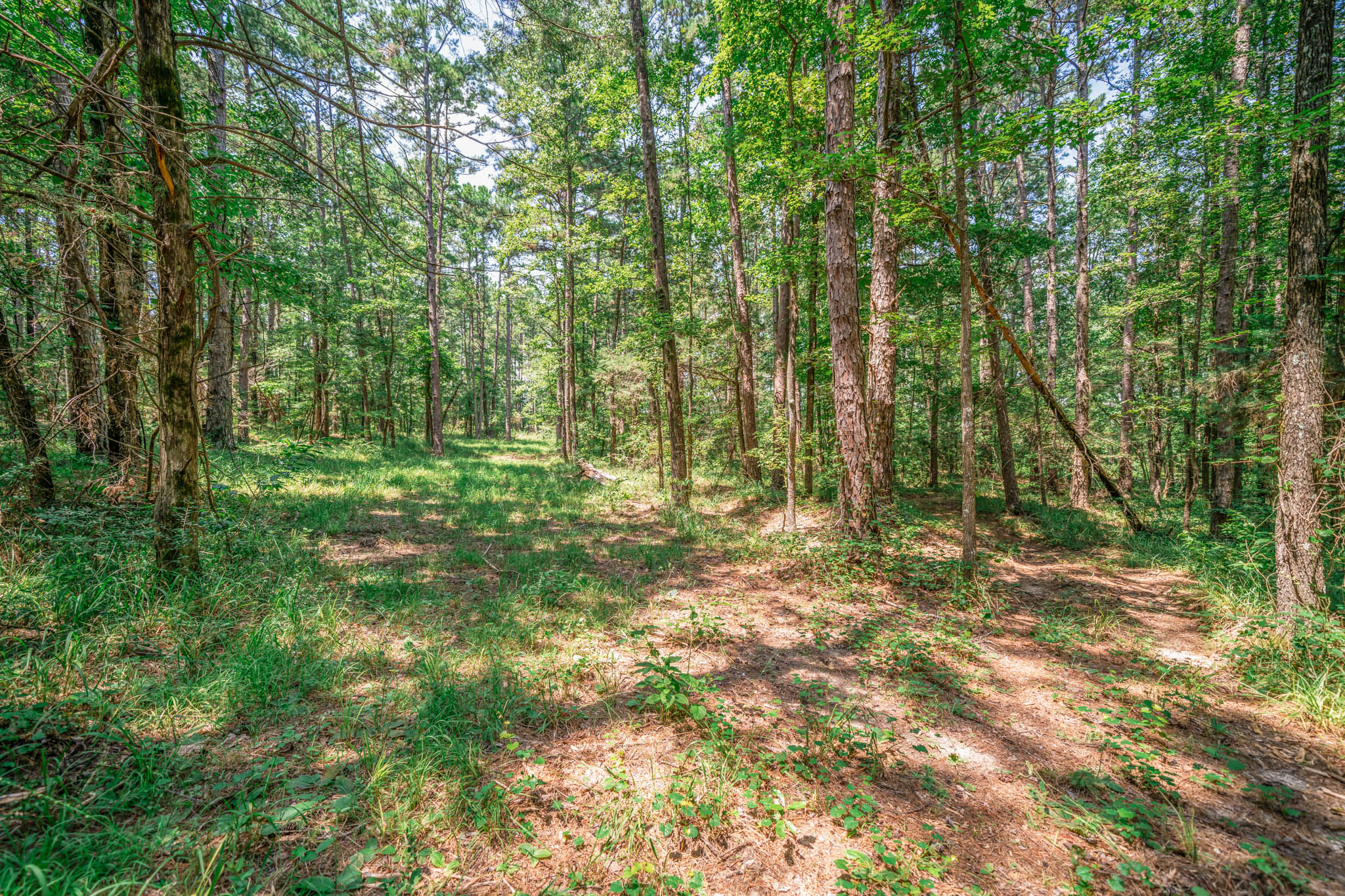 Fort Piney Woods