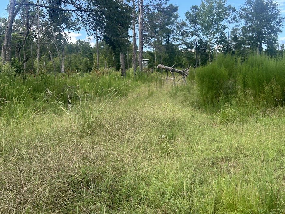 42 Acres in Autauga County – Secluded, Fenced, and Hunting Ready