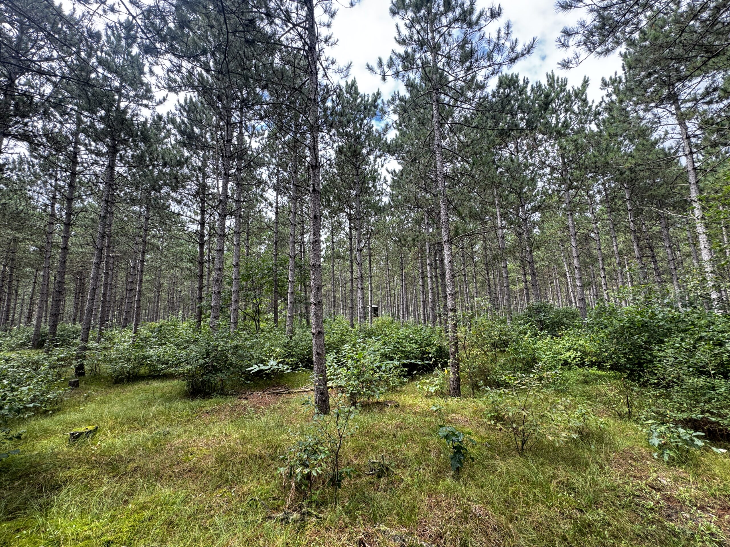 22.35+/- Wooded Acres in Adams County’s Town of Big Flats