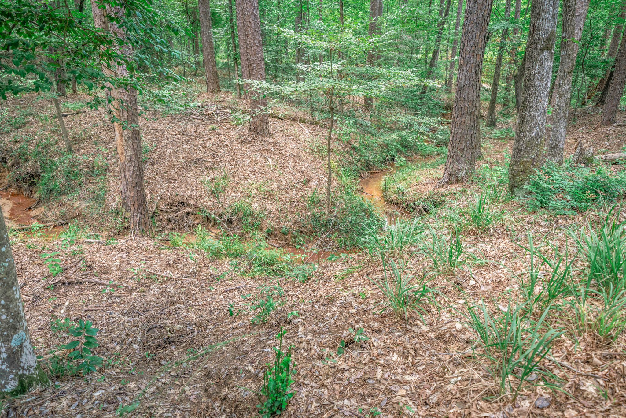 Fort Piney Woods