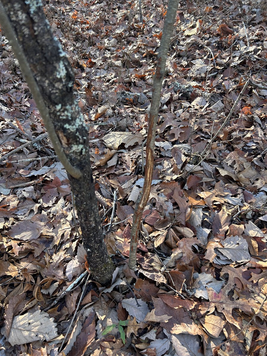 40 Acres of Harwood Timber in Talladega, Alabama