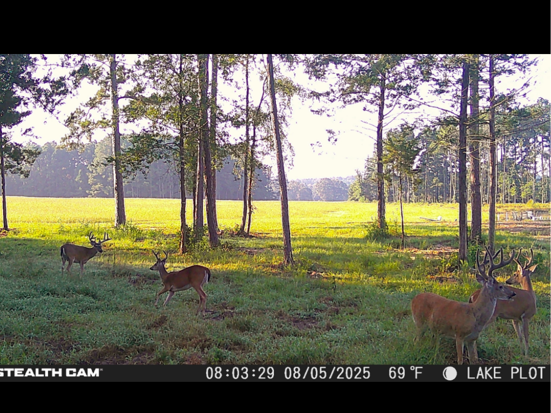 Fort Piney Woods