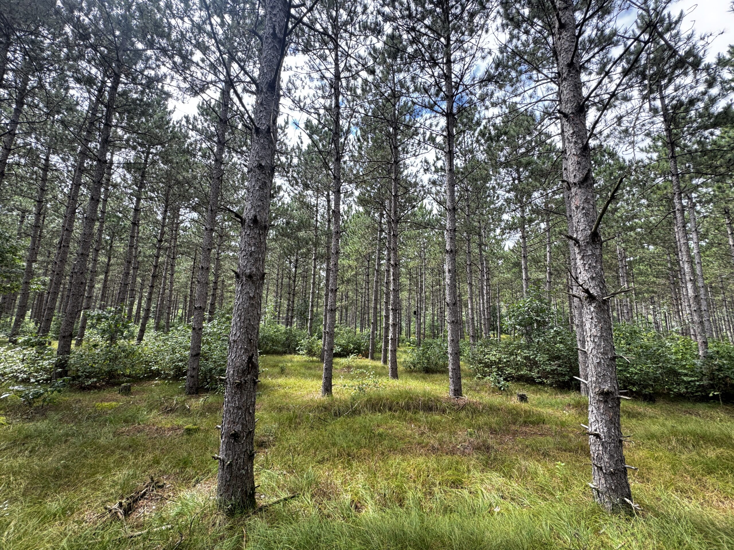22.35+/- Wooded Acres in Adams County’s Town of Big Flats