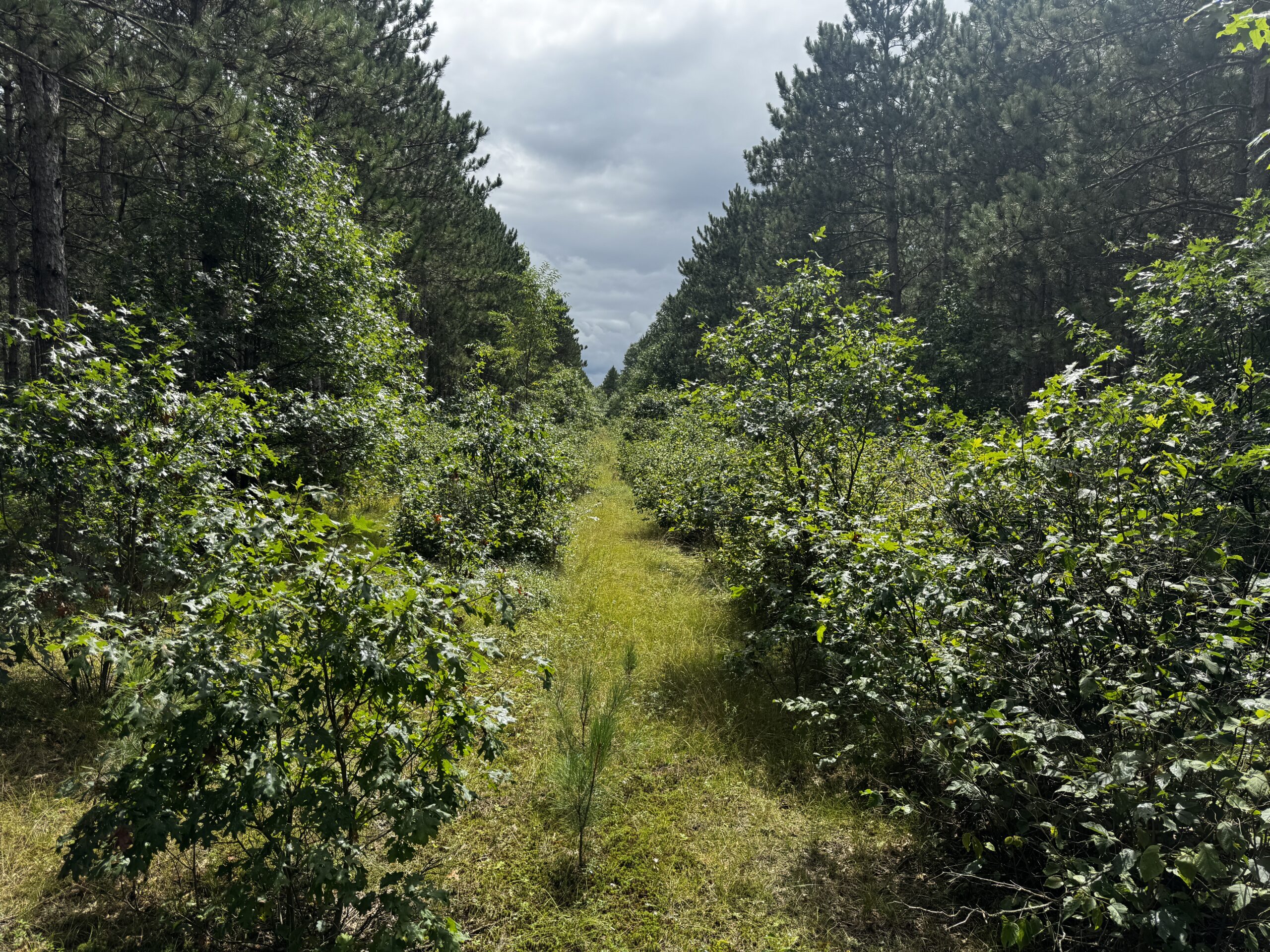 22.35+/- Wooded Acres in Adams County’s Town of Big Flats