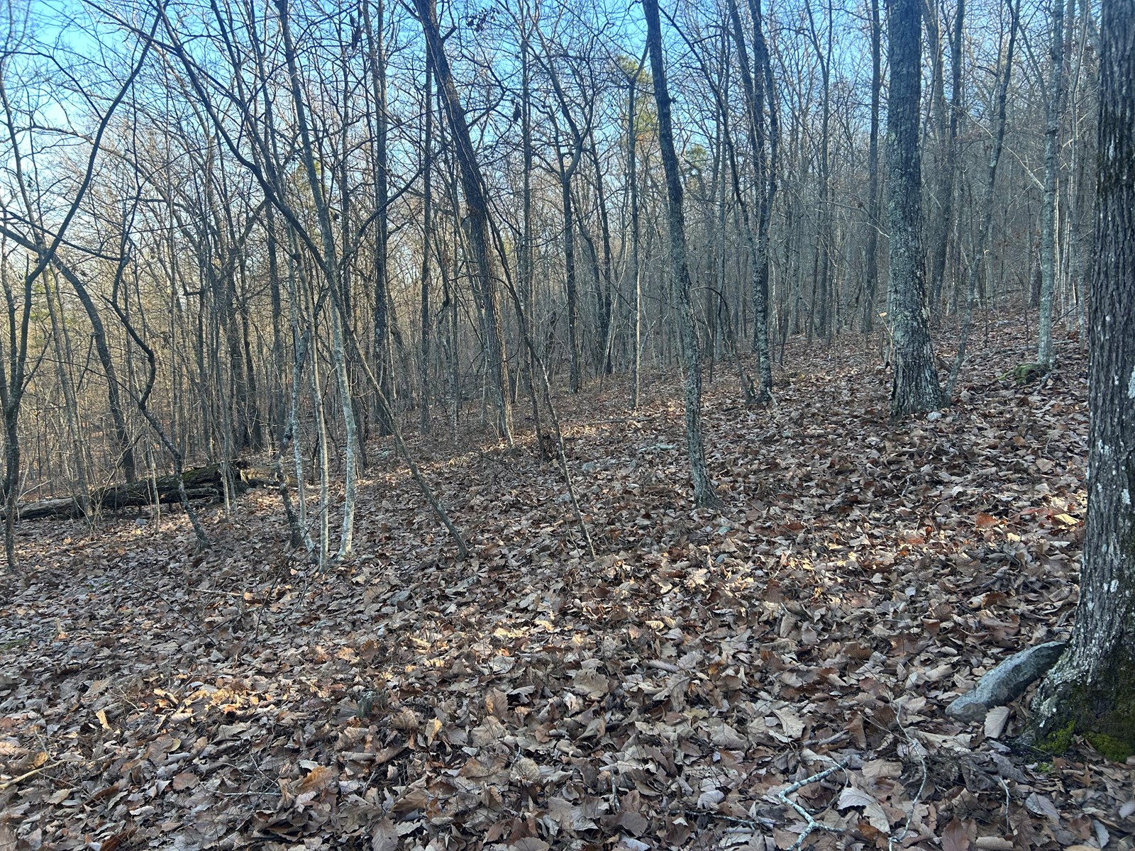 40 Acres of Harwood Timber in Talladega, Alabama