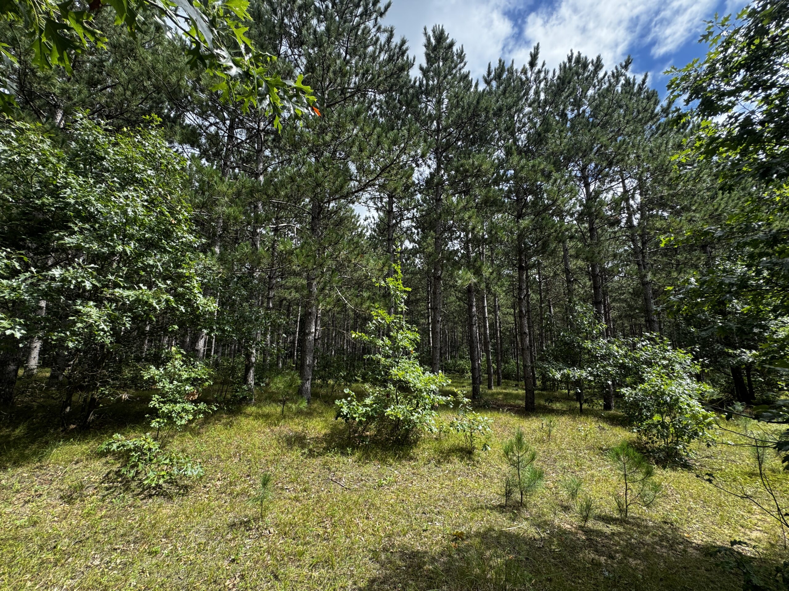 22.35+/- Wooded Acres in Adams County’s Town of Big Flats