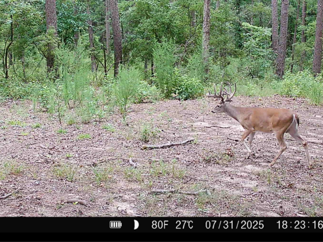 Fort Piney Woods