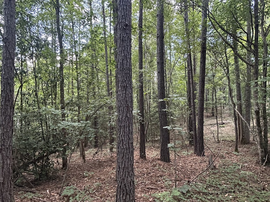 42 Acres in Autauga County – Secluded, Fenced, and Hunting Ready