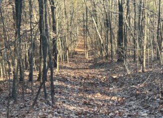 40 Acres of Harwood Timber in Talladega, Alabama
