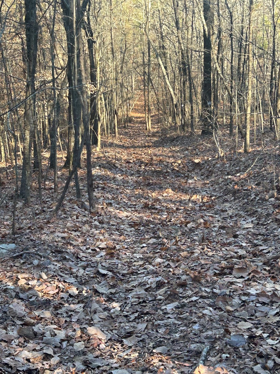 40 Acres of Harwood Timber in Talladega, Alabama
