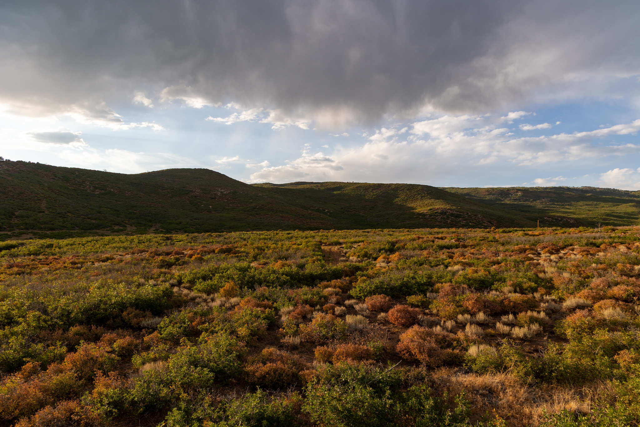Green Mountain Ranch – Exceptional Hunting Property – Cedaredge, CO – 391 Acres on the Edge of the Grand Mesa