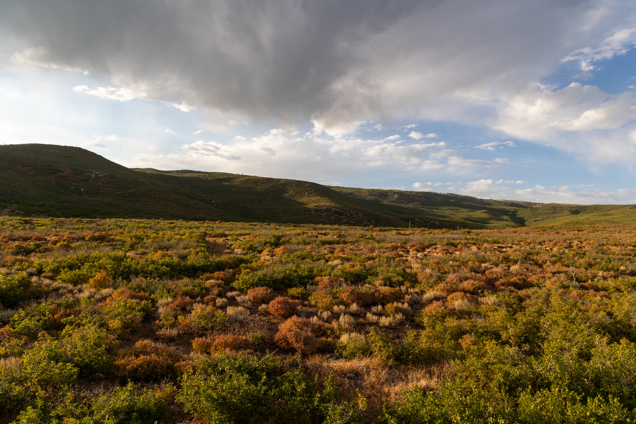 Green Mountain Ranch – Exceptional Hunting Property – Cedaredge, CO – 391 Acres on the Edge of the Grand Mesa