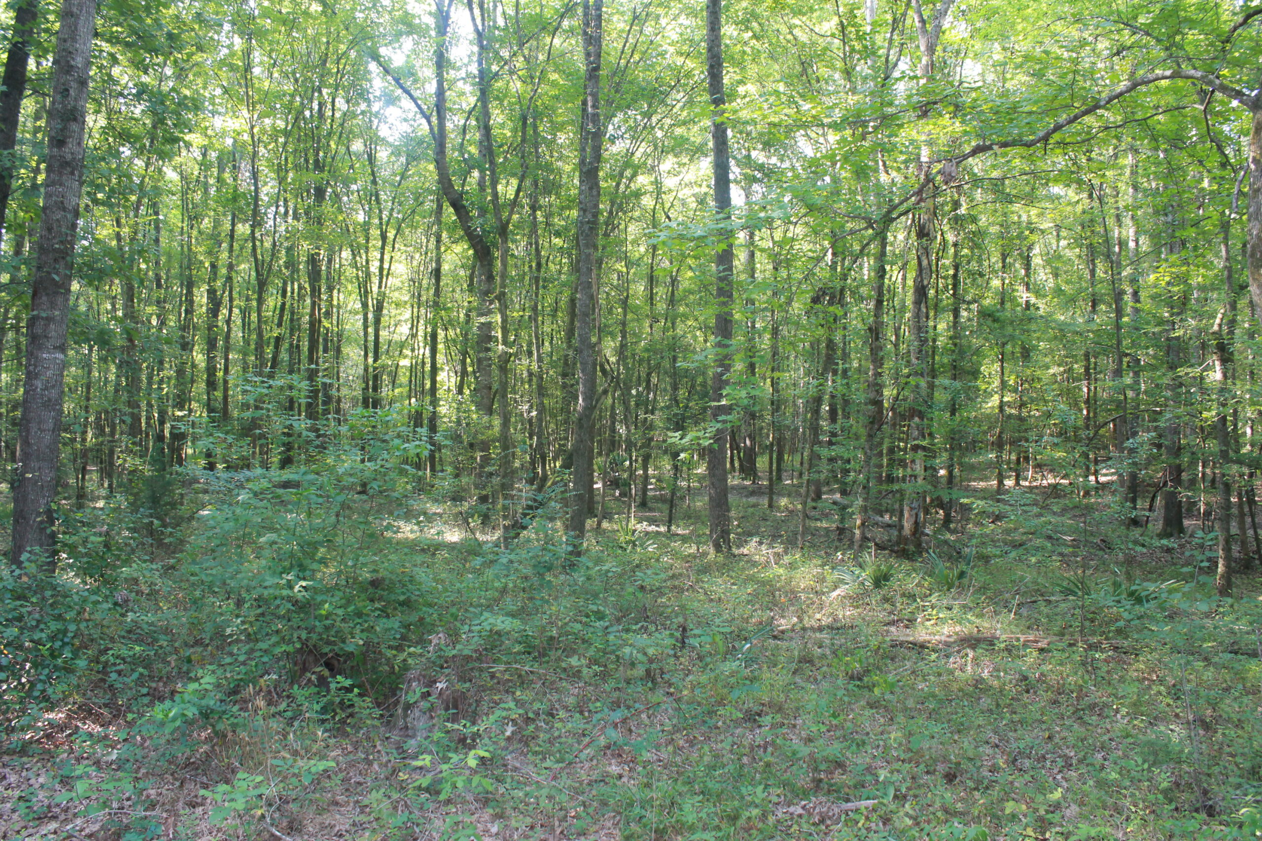 210 Acre Turn-Key Recreational Property for Sale in Dayton, Alabama