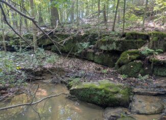 Secluded Central Ohio Hunting and Timber Land