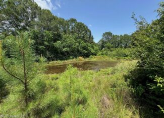 Mississippi Land for Sale Near Osyka MS & LA State Line