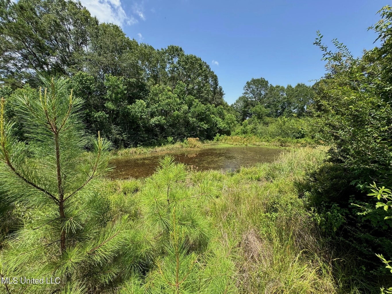 Mississippi Land for Sale Near Osyka MS & LA State Line