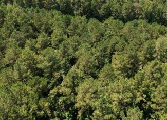 Lincoln Parish Timberland for Sale