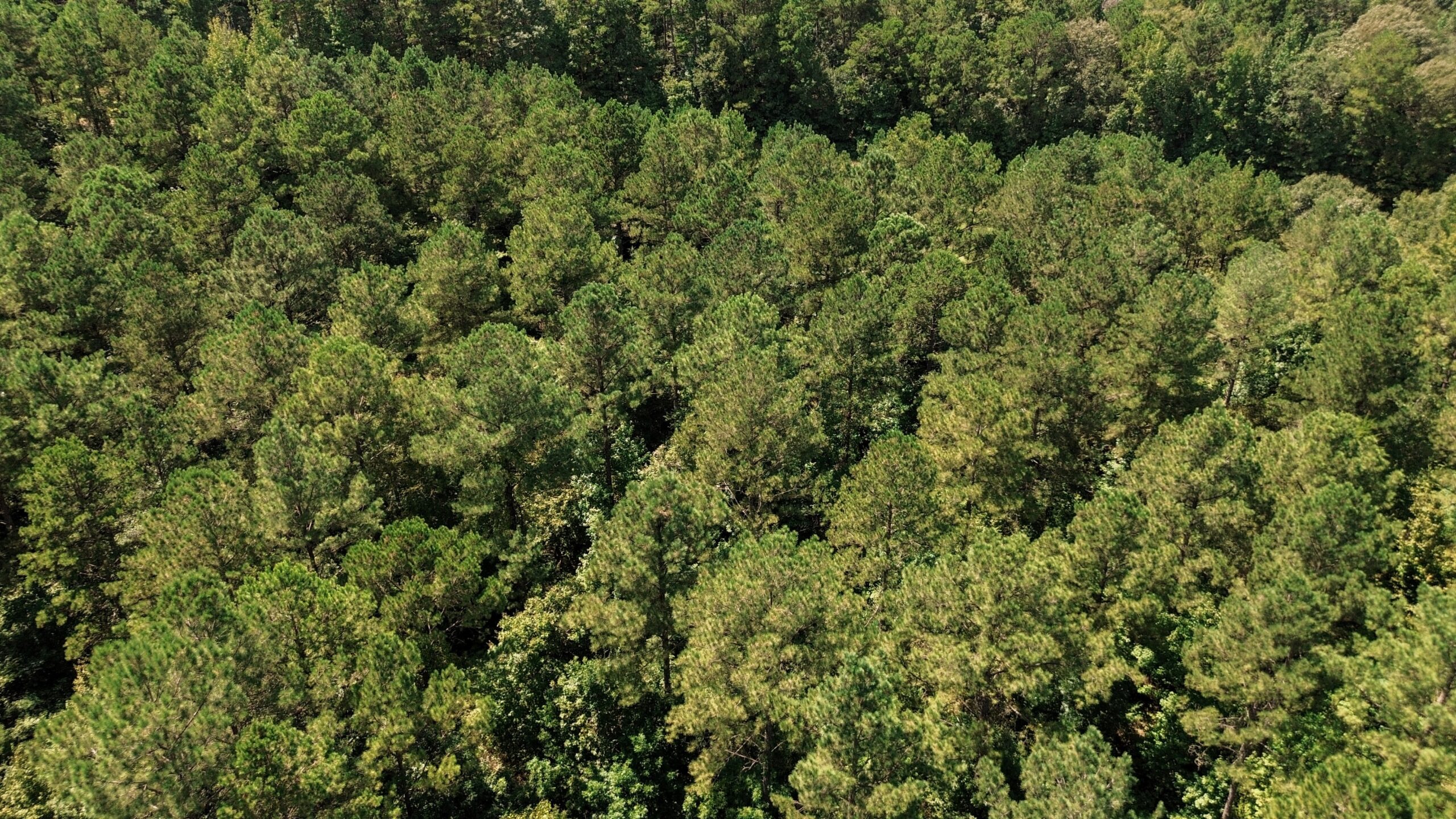 Lincoln Parish Timberland for Sale