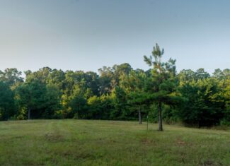 Claiborne Parish Timberland for Sale