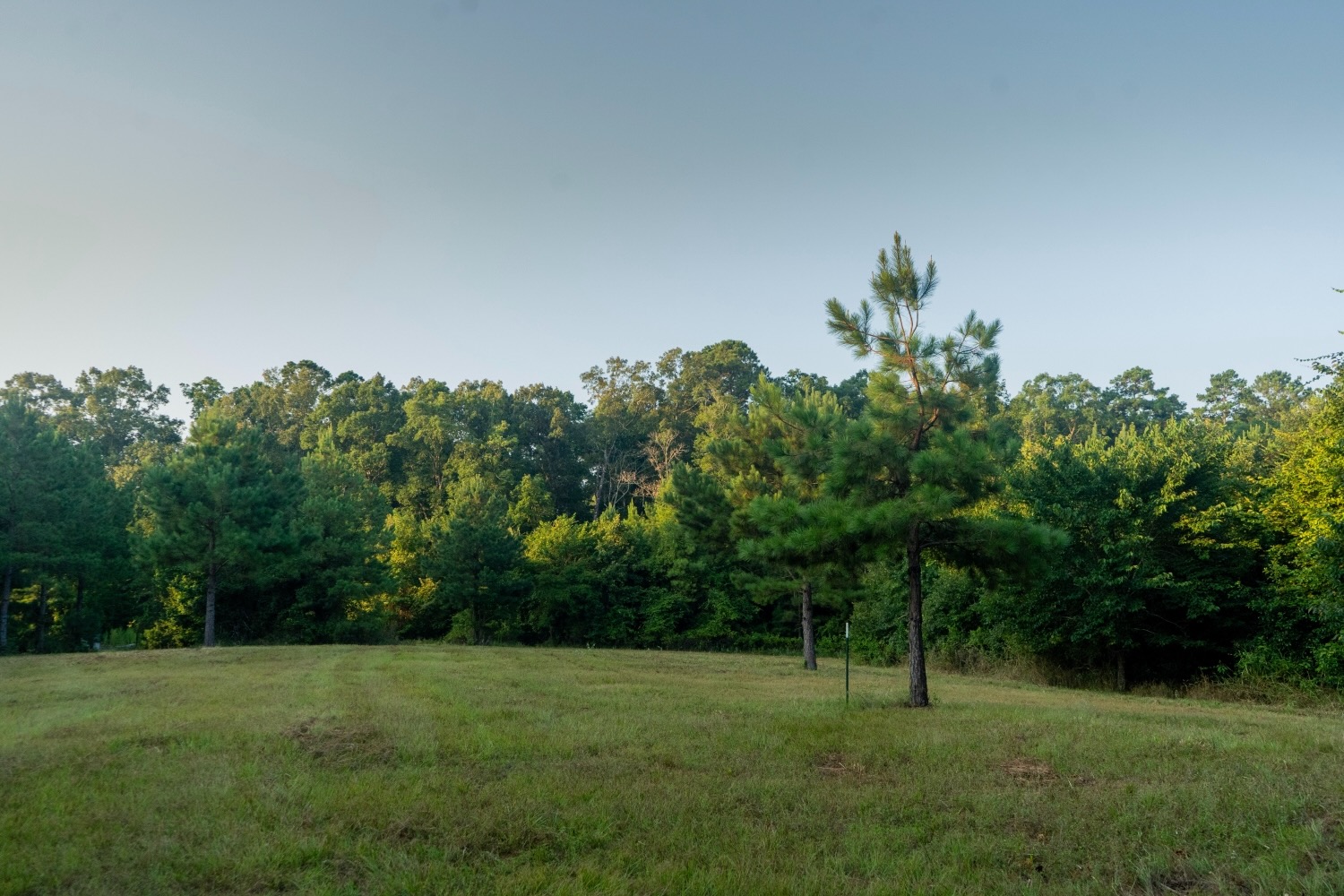 Claiborne Parish Timberland for Sale