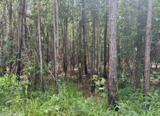 148 Acre Timberland Hunting Homesite Lincoln County, MS