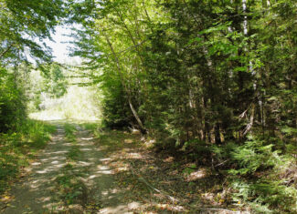 Private 25-Acre Woodlot with Trails & Recreation Access