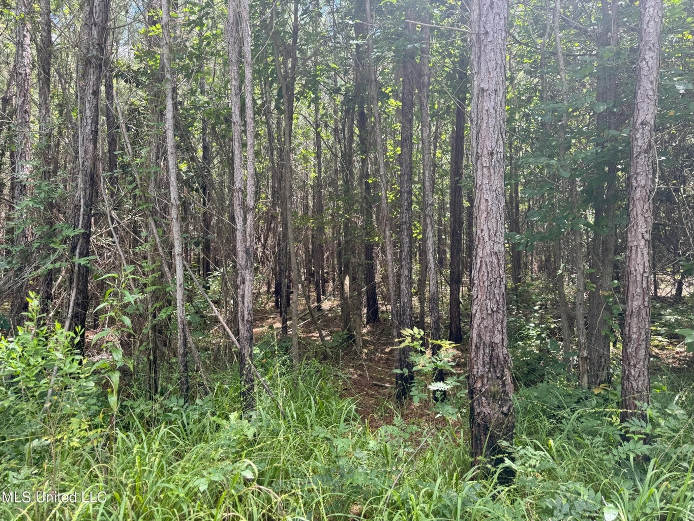 148 Acre Timberland Hunting Homesite Lincoln County, MS