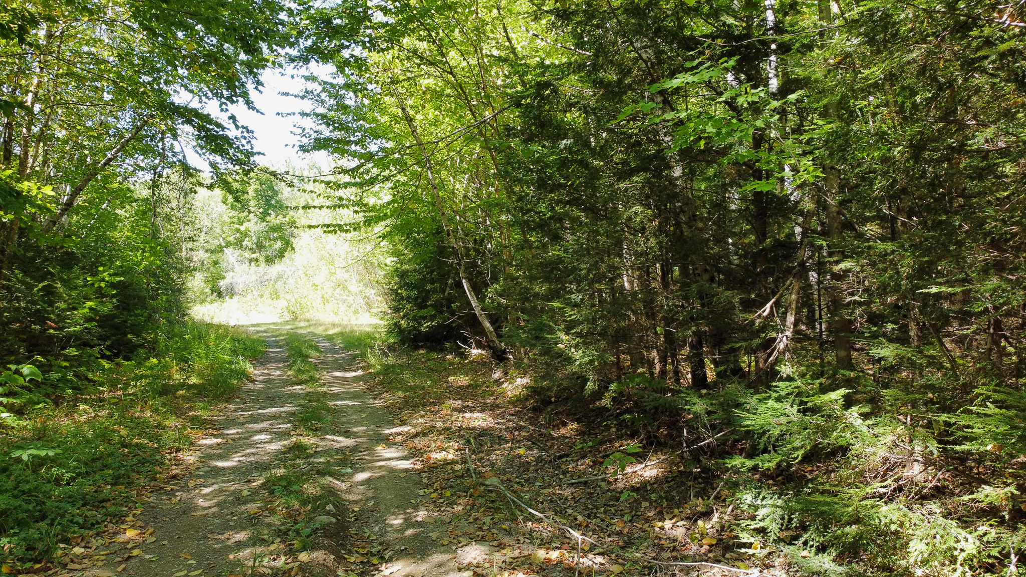 Private 25-Acre Woodlot with Trails & Recreation Access