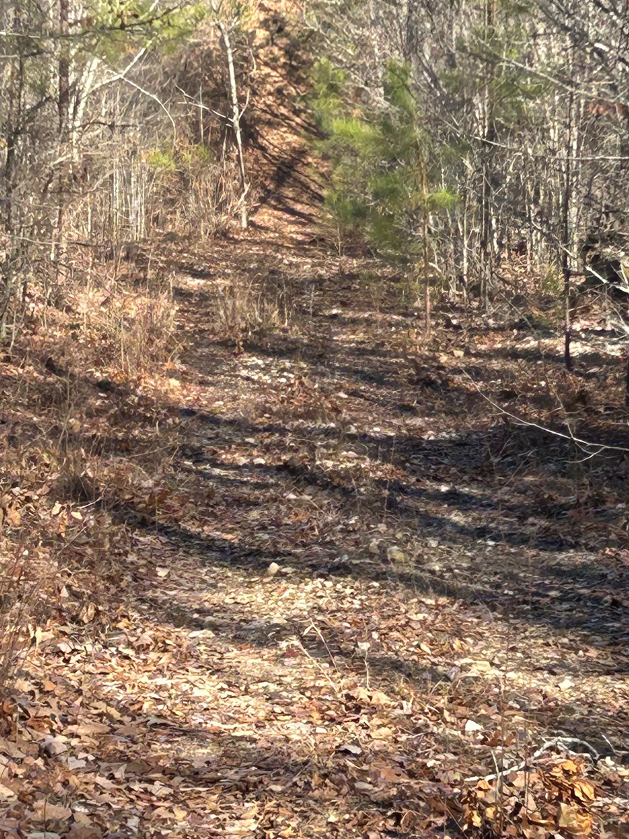 40 Acres of Harwood Timber in Talladega, Alabama