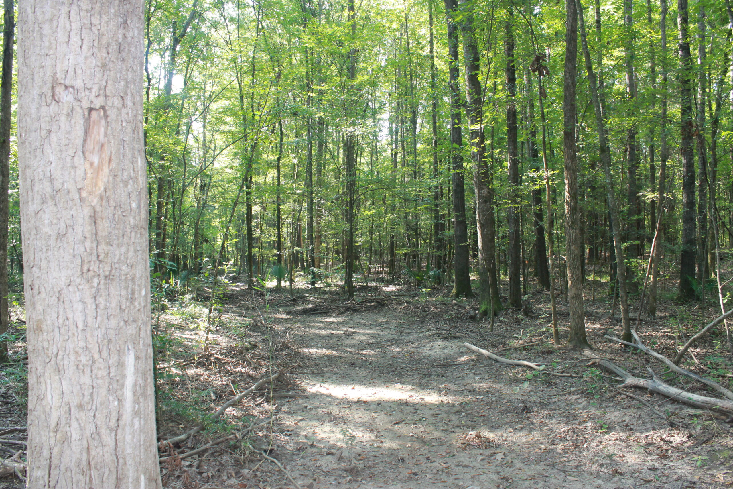 210 Acre Turn-Key Recreational Property for Sale in Dayton, Alabama