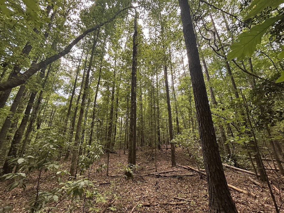 42 Acres in Autauga County – Secluded, Fenced, and Hunting Ready