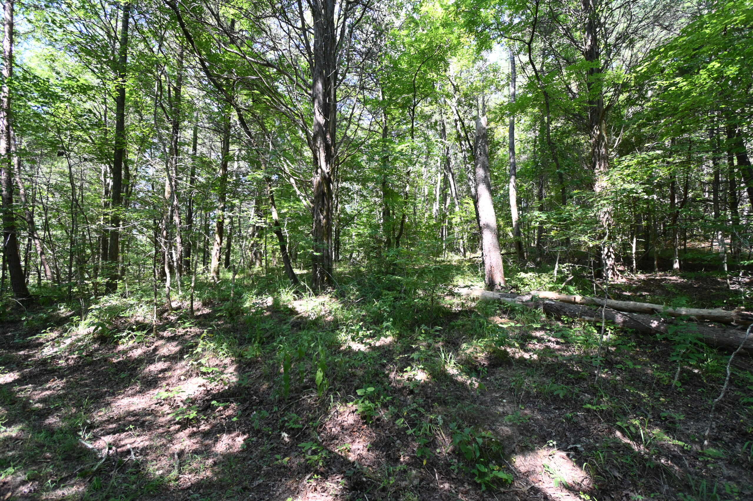 231.15 Acre Timber Land for Sale in Clifton, Tennessee