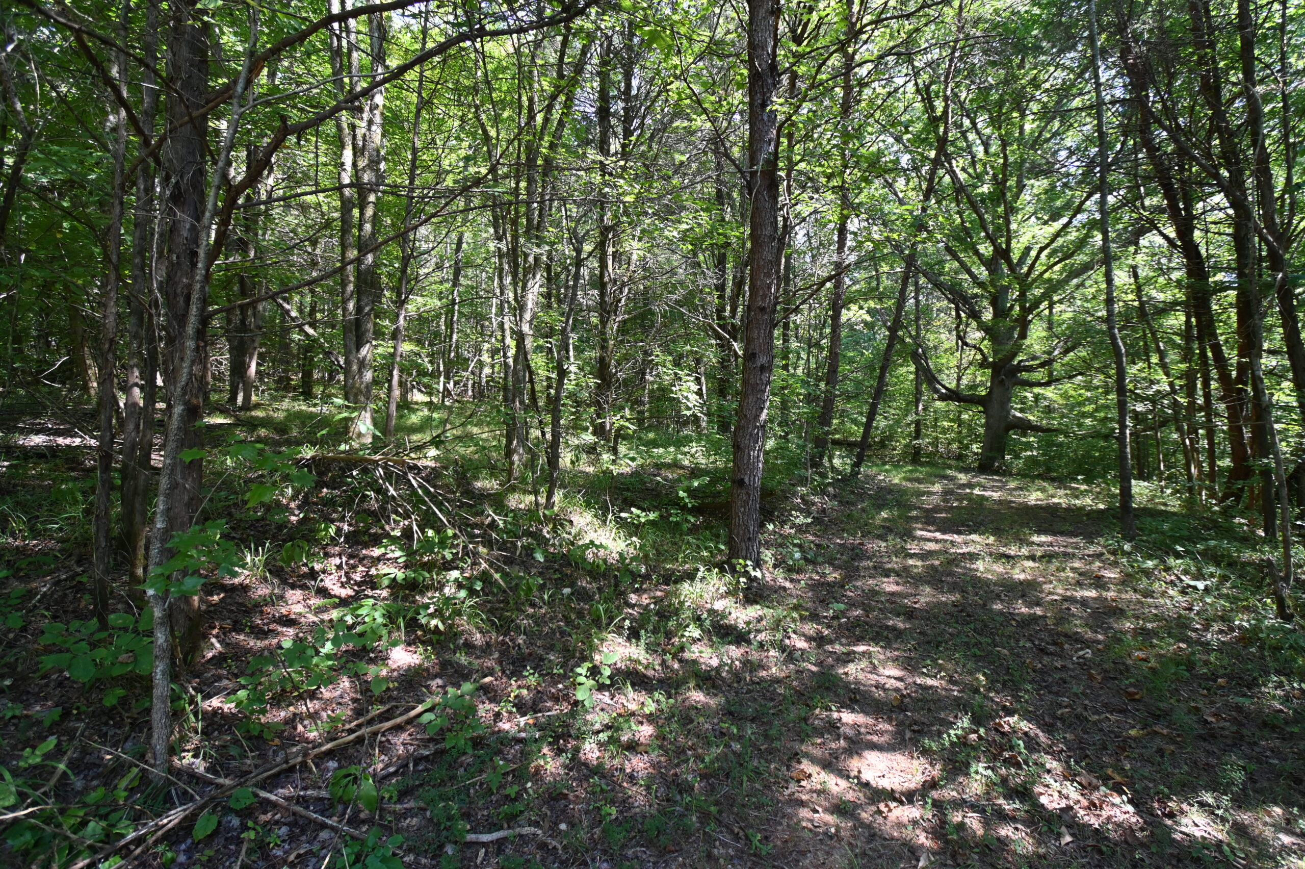 231.15 Acre Timber Land for Sale in Clifton, Tennessee