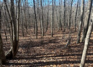 40 Acres of Harwood Timber in Talladega, Alabama