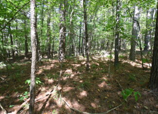 231.15 Acre Timber Land for Sale in Clifton, Tennessee