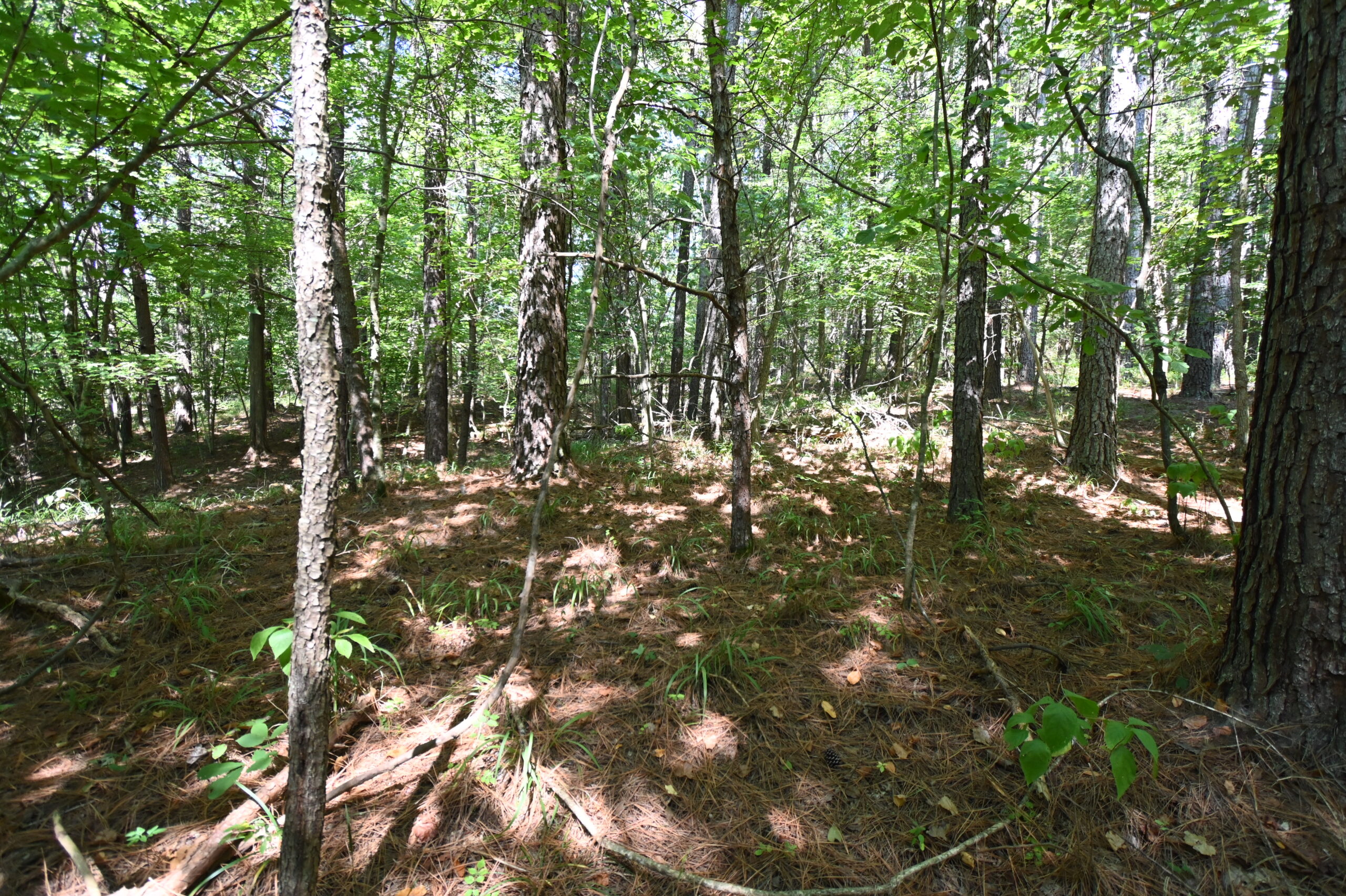 231.15 Acre Timber Land for Sale in Clifton, Tennessee