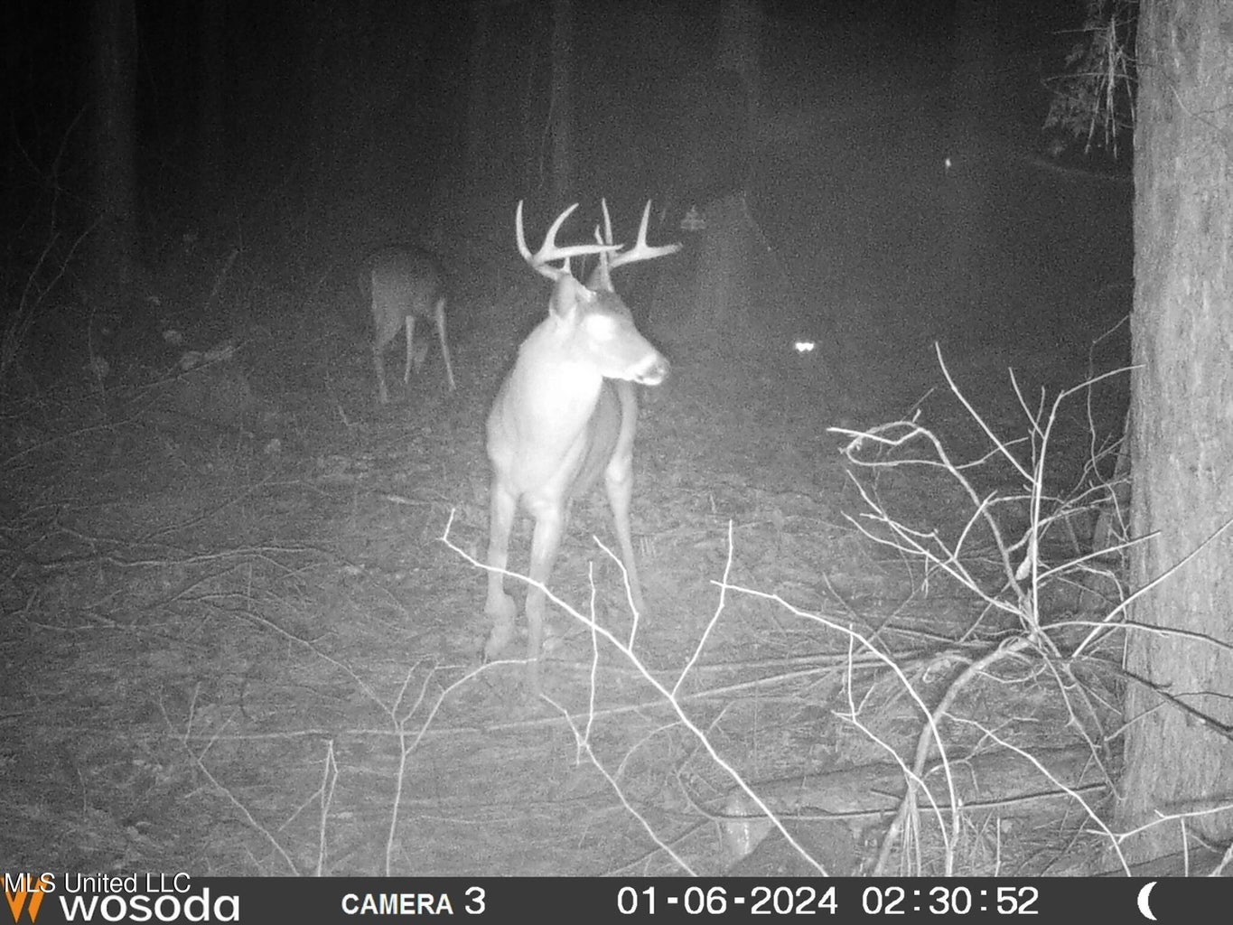 38 acres in Mississippi Near Louisiana State Line