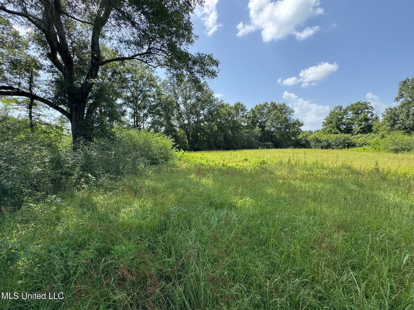 Mississippi Land for Sale Near Osyka MS & LA State Line