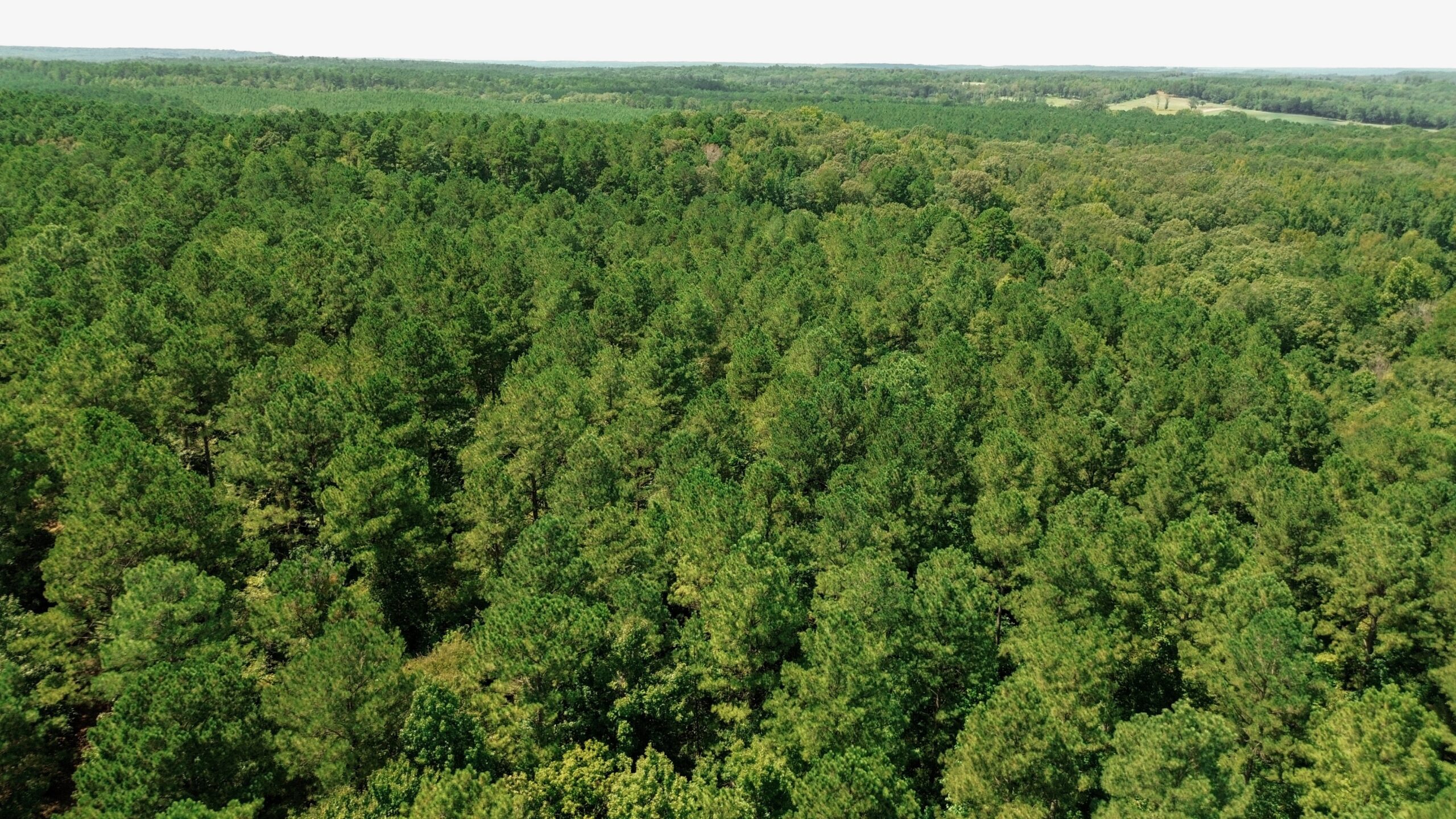 Lincoln Parish Timberland for Sale