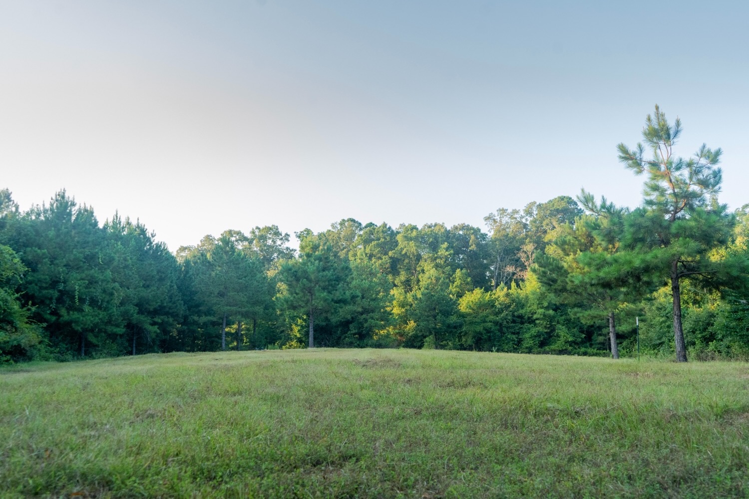 Claiborne Parish Timberland for Sale
