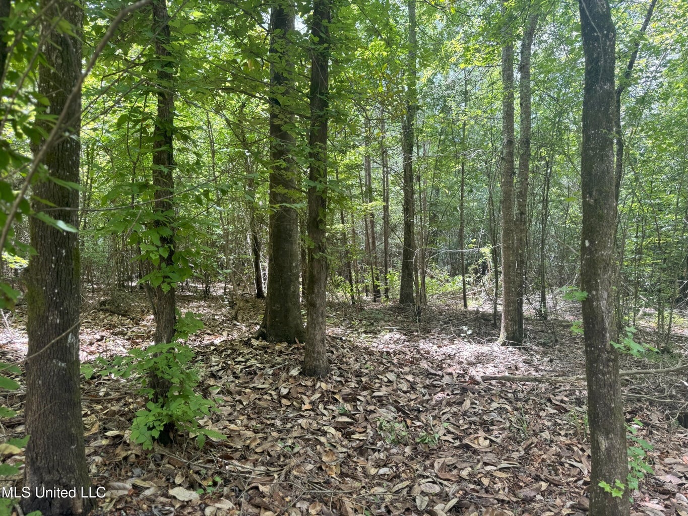 148 Acre Timberland Hunting Homesite Lincoln County, MS