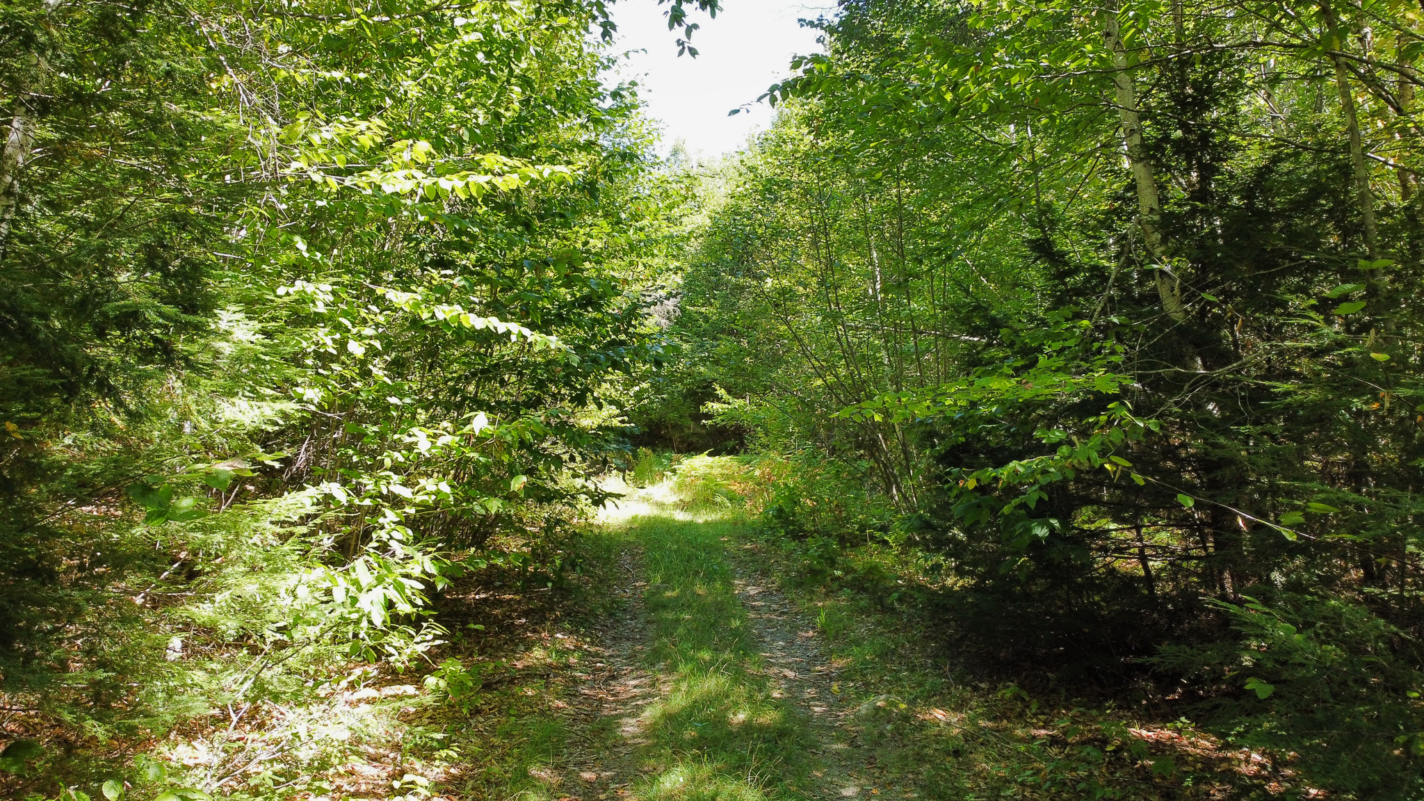 Private 25-Acre Woodlot with Trails & Recreation Access