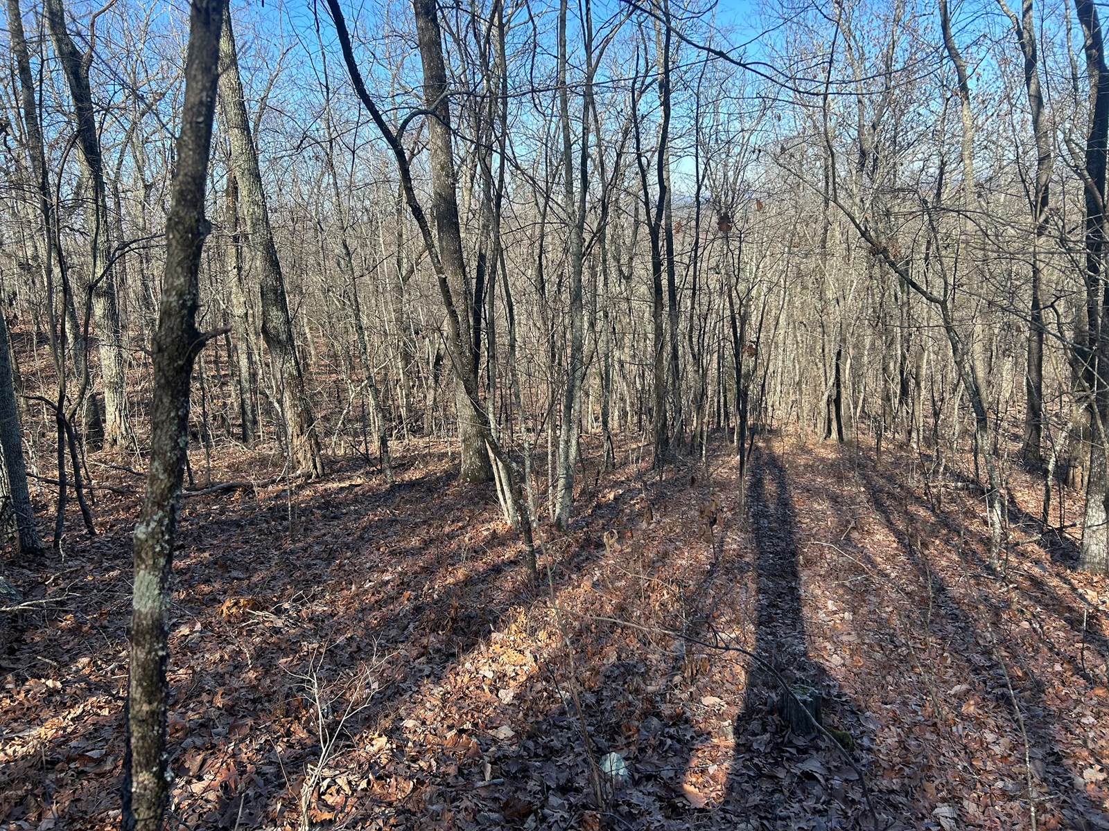 40 Acres of Harwood Timber in Talladega, Alabama
